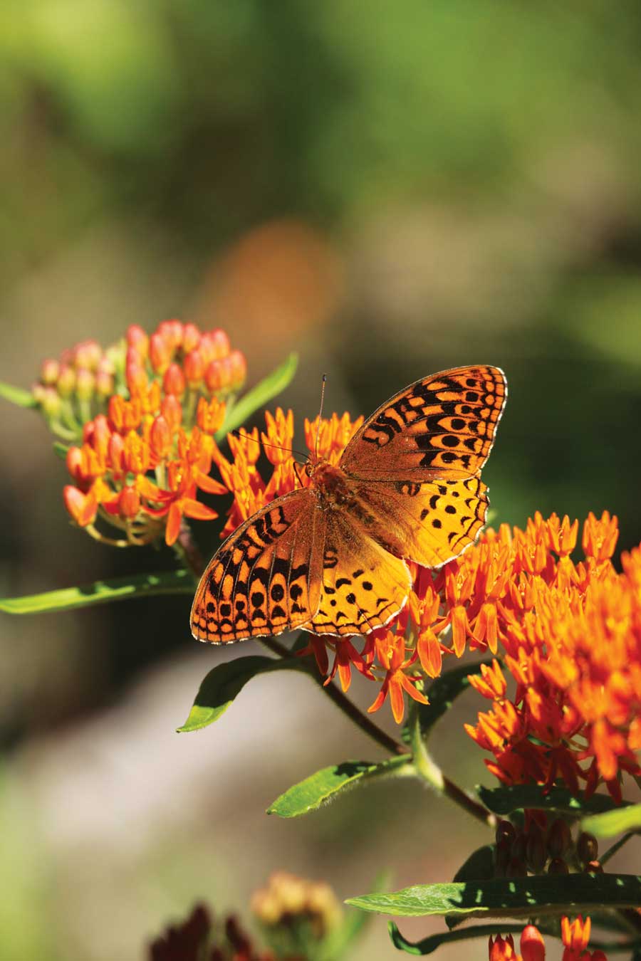 Native Plants That Attract Butterflies Grit